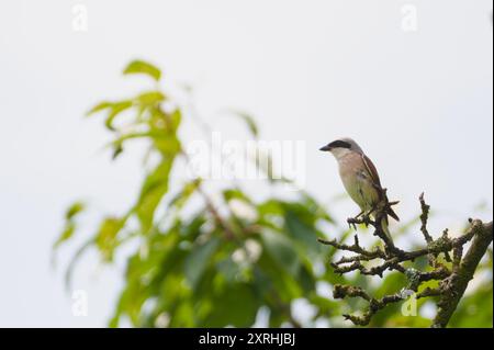 Lanius collurio aka Red-backed Shrike perched on the tree. Stock Photo