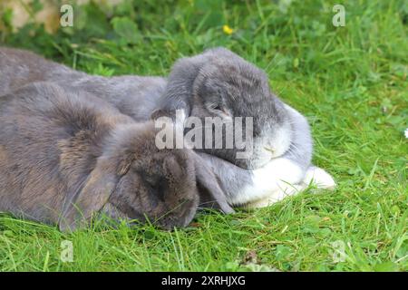 Friends, mini lop and french lop rabbits relaxing together. Stock Photo