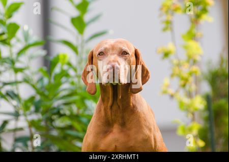 Portrait of Vizsla aka Hungarian Short-haired Pointing Dog. Stock Photo