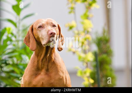 Portrait of Vizsla aka Hungarian Short-haired Pointing Dog. Stock Photo