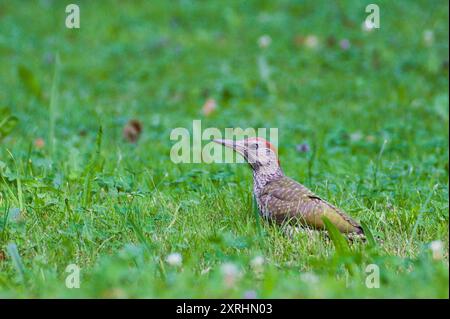 Bird Picus viridis aka European green woodpecker in the grass. Stock Photo