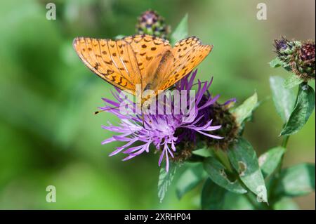 Argynnis adippe aka High Brown Fritillary. Common butterfly in Czech republic. Stock Photo