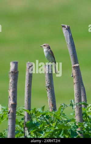 Lanius collurio aka Red-backed Shrike female perched on the branch in the garden. Czech republic nature. Stock Photo