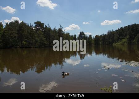 Thursley Nature Reserve, Surrey Stock Photo