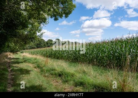 A field of ripening Corn Maize in the summer sunshine, Warwickshire, England. Stock Photo