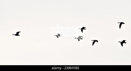 Flock of wild geese is flying on the sky in V formation. Stock Photo