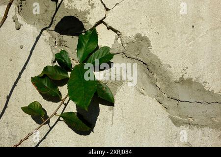 Fresh green leaves contrast with a weathered, cracked, old plastered wall. Stock Photo