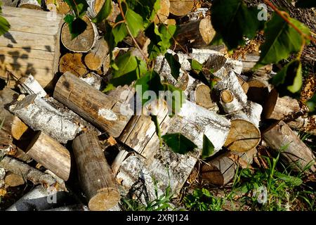 Birch and pine logs are stacked under leafy branches in a natural woodland area. Stock Photo