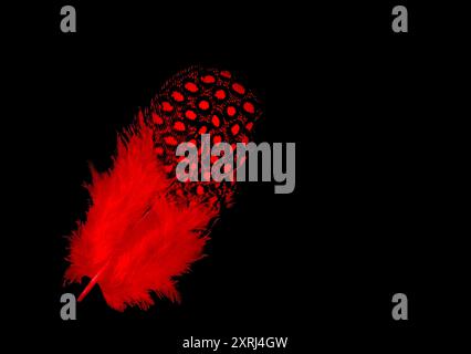 close up of the feather plumage red isolated on black background Stock Photo