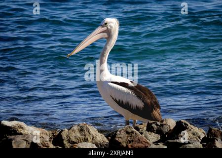 A White Pelican on a rocky beach shore looking angrily back at the camera with light across it's back against a deep blue ocean Stock Photo