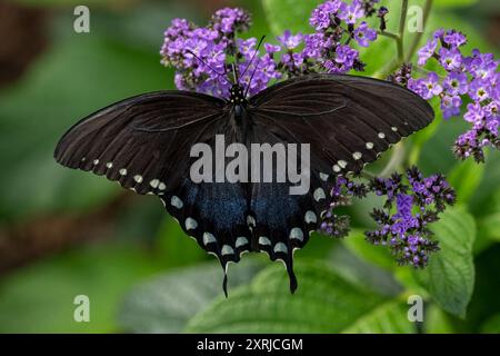 Woodland Park Zoo, Seattle, WA.  Pipevine Swallowtail butterfly pollinating verbena flowers Stock Photo