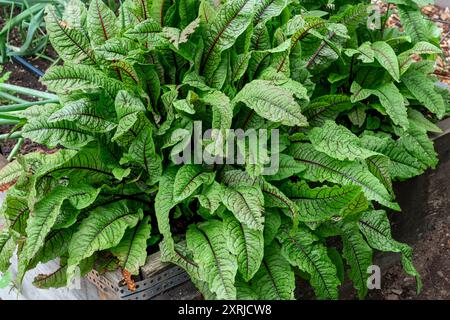 Issaquah, Washington, USA.   Blood-Veined Sorrel plant, aka Bloody Dock, or Red-veined Dock Stock Photo