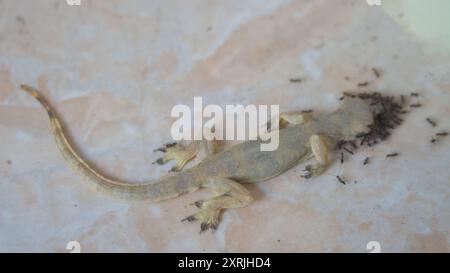 Small house lizard died on the floor and eaten by group of ants. Common house gecko ( H. platyurus ) died on the floor Stock Photo