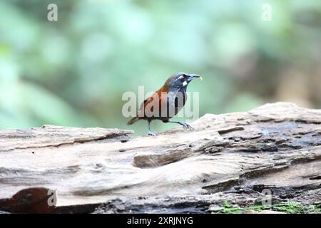 The black-throated babbler (Stachyris nigricollis) is a species of bird in the family Timaliidae. This photo was taken in Malaysia. Stock Photo