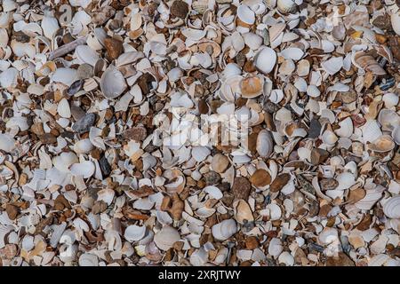 Texture of shells on a beach in Brittany, France Stock Photo