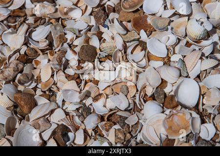 Texture of shells on a beach in Brittany, France Stock Photo