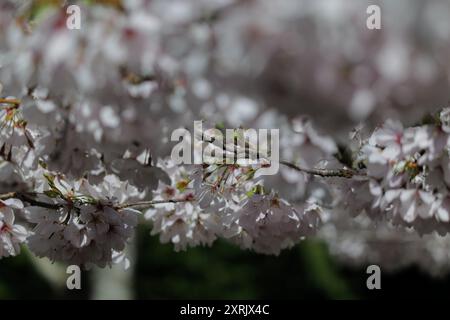 Cherry Blossoms at the Japanese American Exclusion memorial, a National Historic Park, on Bainbridge Island, Washington Stock Photo