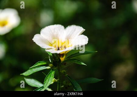 Wild flower - Turnera subulata, also known as  names white buttercup, sulphur alder, politician's flower, dark-eyed turnera and white alder Stock Photo