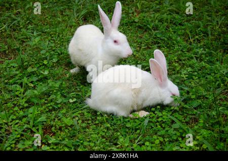 Two little white rabbits in the grass Stock Photo