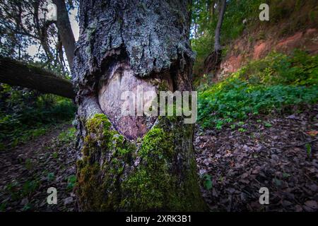 Loving Nature. Moss-Grown Heart on a Tree Bark. Symbol of True Love. Postcard idea. World Environment Day. World Climate Change Day. Valentines day. E Stock Photo