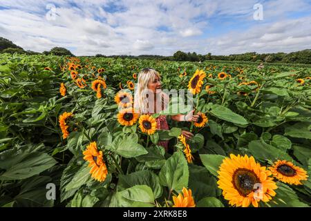 Crawley, West Sussex 11August 2024 Come and lose yourself in the beauty of our sprawling sunflower fields, spanning over 12 acres of the picturesque West Sussex countryside.With numerous 'Insta-worthy' photo spots scattered throughout Tulleys Sunflower Fields, for the whole month of August Turners Hill Road, Turners Hill, Crawley, West Sussex. Credit: Paul Quezada-Neiman/Alamy Live News Stock Photo