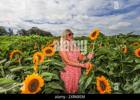 Crawley, West Sussex 11August 2024 Come and lose yourself in the beauty of our sprawling sunflower fields, spanning over 12 acres of the picturesque West Sussex countryside.With numerous 'Insta-worthy' photo spots scattered throughout Tulleys Sunflower Fields, for the whole month of August Turners Hill Road, Turners Hill, Crawley, West Sussex. Credit: Paul Quezada-Neiman/Alamy Live News Stock Photo