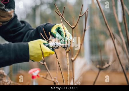 Spring garden cleaning. Pruning trees with pruning shears. Hands in garden gloves. Stock Photo