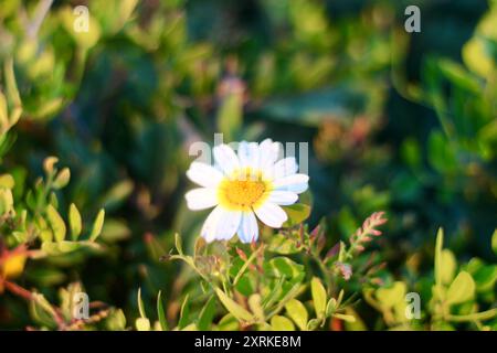 Vibrant flower in sharp focus against a blurred cliffside, highlighting the contrast between delicate natural beauty and rugged landscape Stock Photo