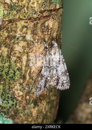 Side view of the mottled Knot Grass moth, Acronicta rumicis, a UK night flying garden visitor Stock Photo