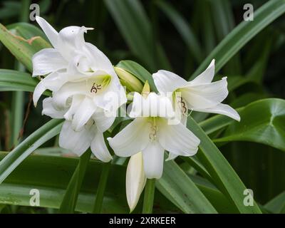 White flowers of the half-hardy perennial cape lile bulb, Crinum x powellii 'Album' Stock Photo