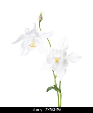 Two white Aquilegia flowers isolated on a white background. Stock Photo