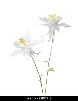 Two white Aquilegia flowers isolated on a white background. Stock Photo