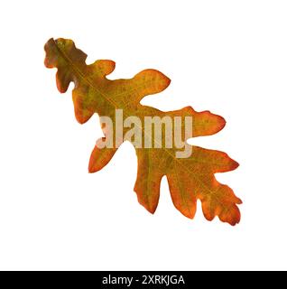 Autumn leaf of  Oak isolated on a white background. Stock Photo
