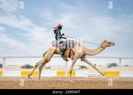 Camel race. Shahaniyah Camel Race Track Qatar Stock Photo