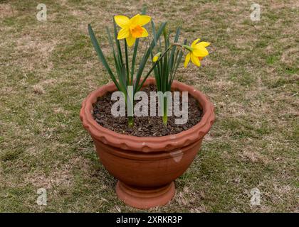 Beautiful daffodils blossom in spring Stock Photo