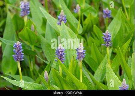 Pontederia cordata var. lancifolia, Pontederia lanceolata, Pontederiaceae, pickerel weed.  Invasive aquatic plant, with blue/violet flowers. Stock Photo