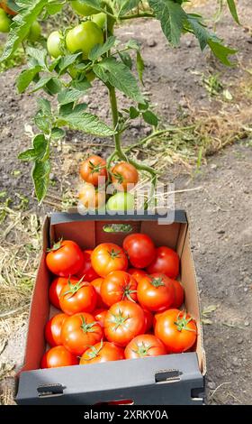 Freshly picked organically grown tomatoes in a box, selective focus. Stock Photo