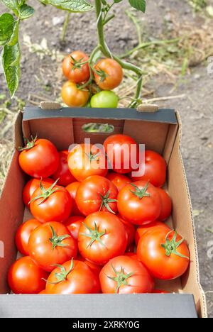 Freshly picked organically grown tomatoes in a box, selective focus. Stock Photo