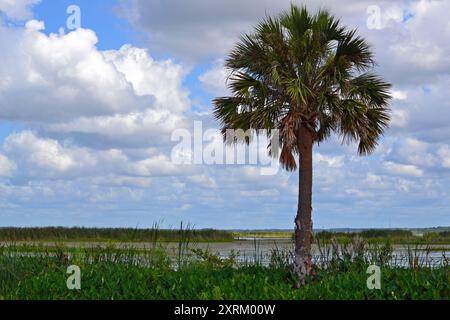 A solitary palm tree stands at the edge of Lake Apopka Wildlife Reserve, set against a backdrop of white, fluffy clouds and clear blue skies. Stock Photo
