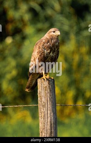 Common buzzard (Buteo buteo) sitting on a wood fence Stock Photo