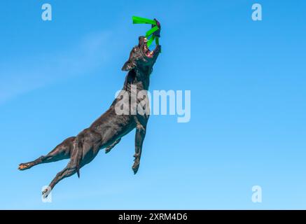 Gray pit bull stretched out while trying to catch a toy in mid-air against a blue skky Stock Photo