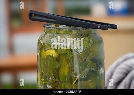 Pickled cucumbers with garlic, dill and blackcurrant leaves.  Naturally fermented cucumbers with lactic acid. Stock Photo