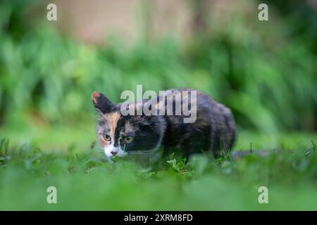Calico kitten hiding in the grass. Calico cat with tri-color coat lying on the grass. Stock Photo