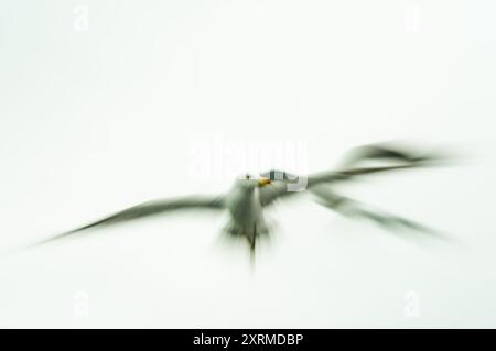 Abstract motion blur photo with a seagull flying. Stock Photo
