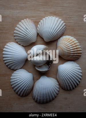 Common cockle, Cerastoderma edule shells found on beach, Orkney Stock Photo