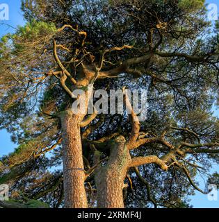 Looking up at twisted tree branches of old gnarly pine tree, sunlit in the golden hour, taken at Priddy, Somerset, UK Stock Photo