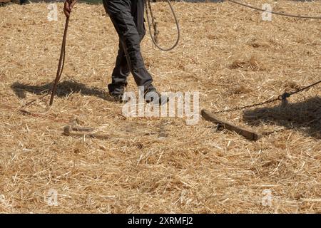 The farmer fanning wheat separating the wheat from the chaff, horse background Stock Photo