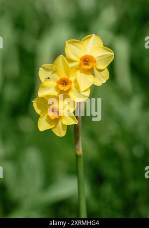 Beautiful spring narcissus flower on green background. Yellow daffodil or narcissus martinette decorative flower. Stock Photo