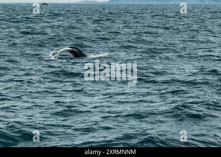 Majestic Whale Tail Emerging from the Ocean in Icelandic Waters Stock ...