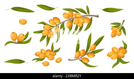 Ripe berries and leaves on branches of sea buckthorn plant 2D cartoon objects set. Natural ingredients flat line vector icons on white background Stock Vector